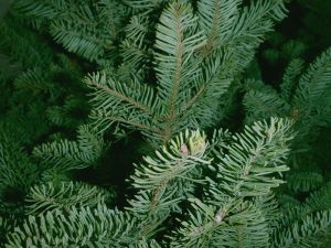noble fir tree